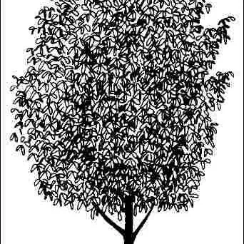 thumbnail for publication: Ochrosia elliptica: Ochrosia